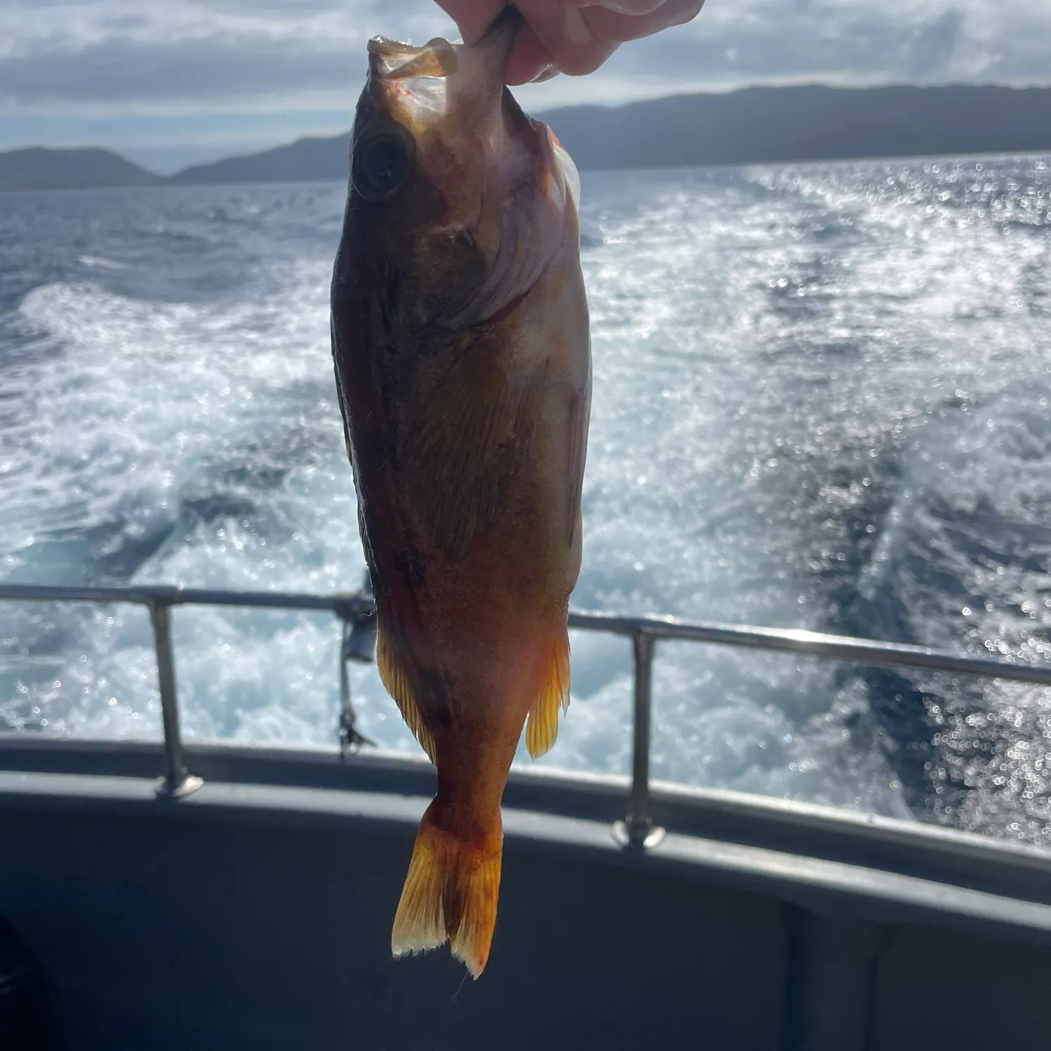 The most recent Squarespot rockfish catches on Fishbrain