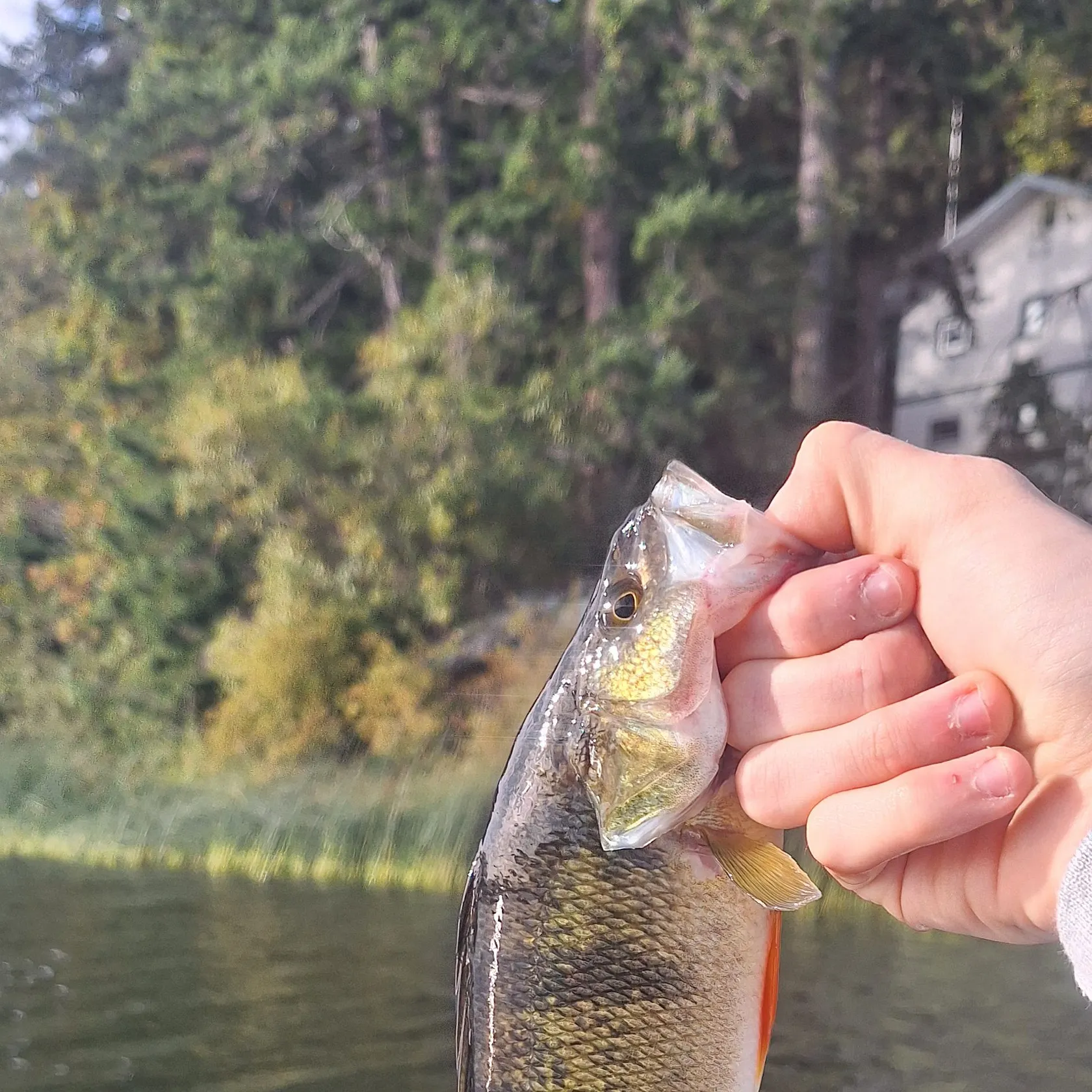 Yellow perch caught on Fishbrain
