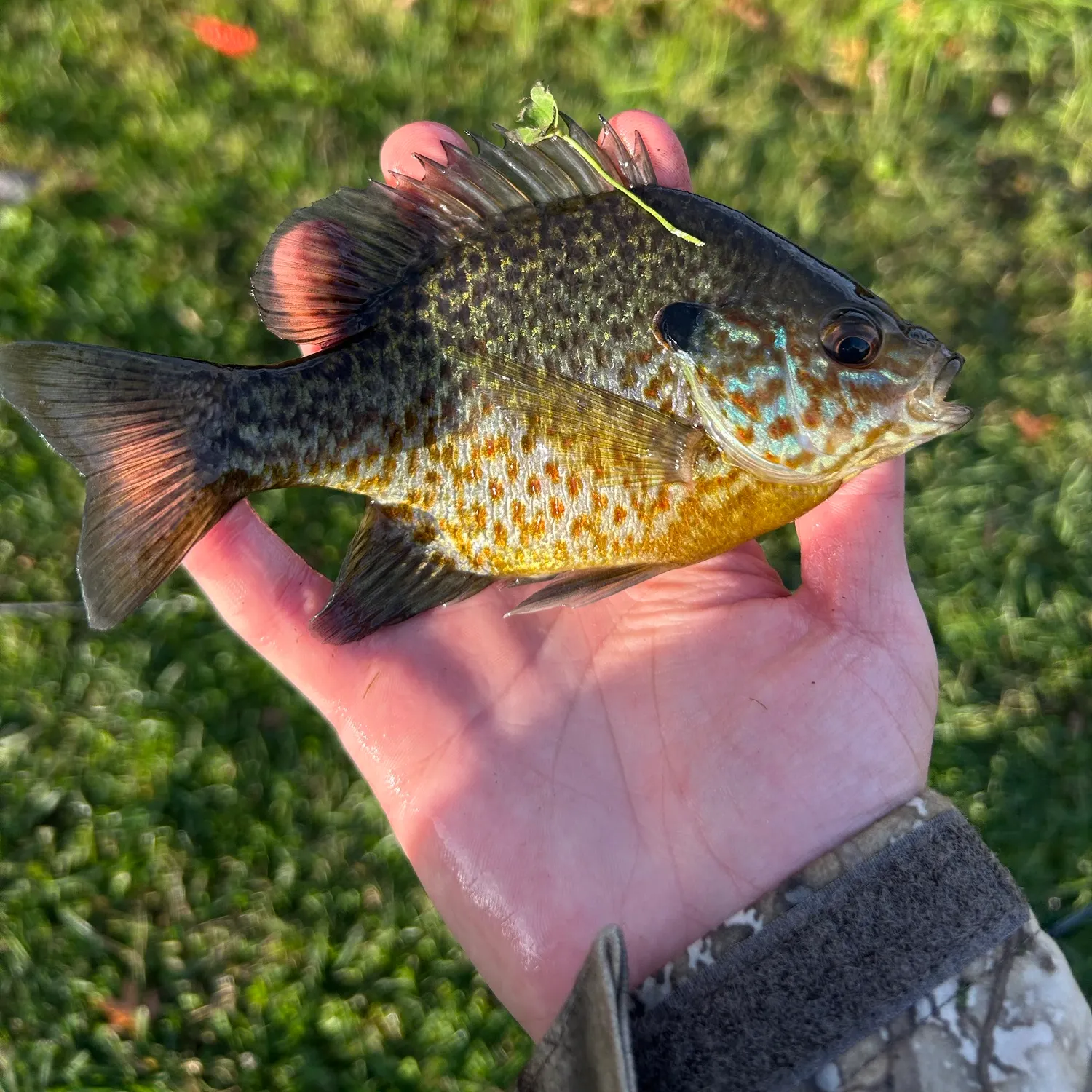 Pumpkingill hybrid caught on Fishbrain