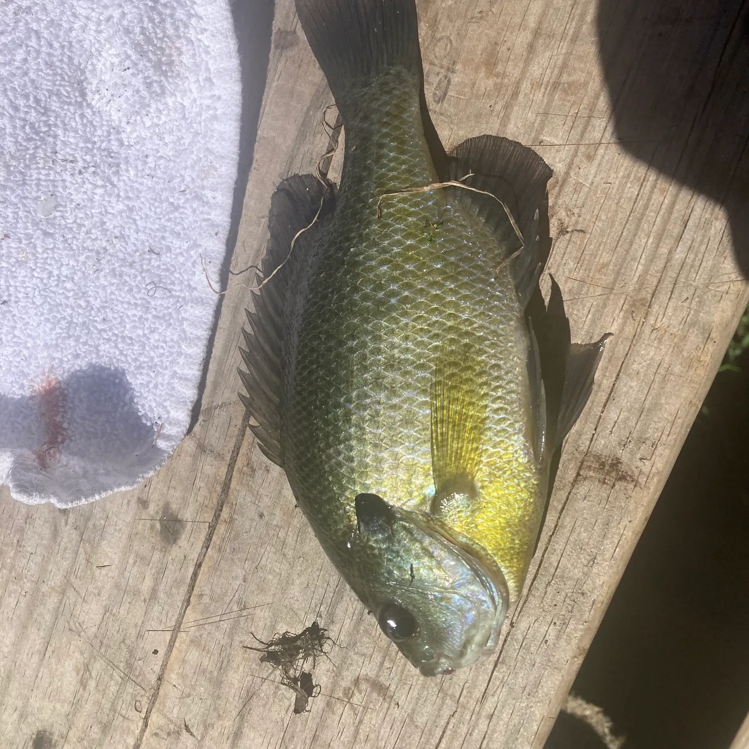 Bluegill caught on Fishbrain