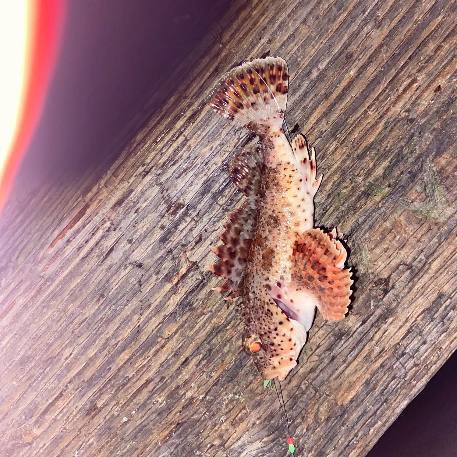 The most recent California scorpionfish catches on Fishbrain