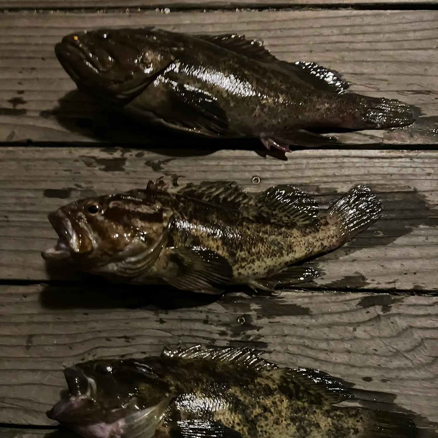 recently logged catches