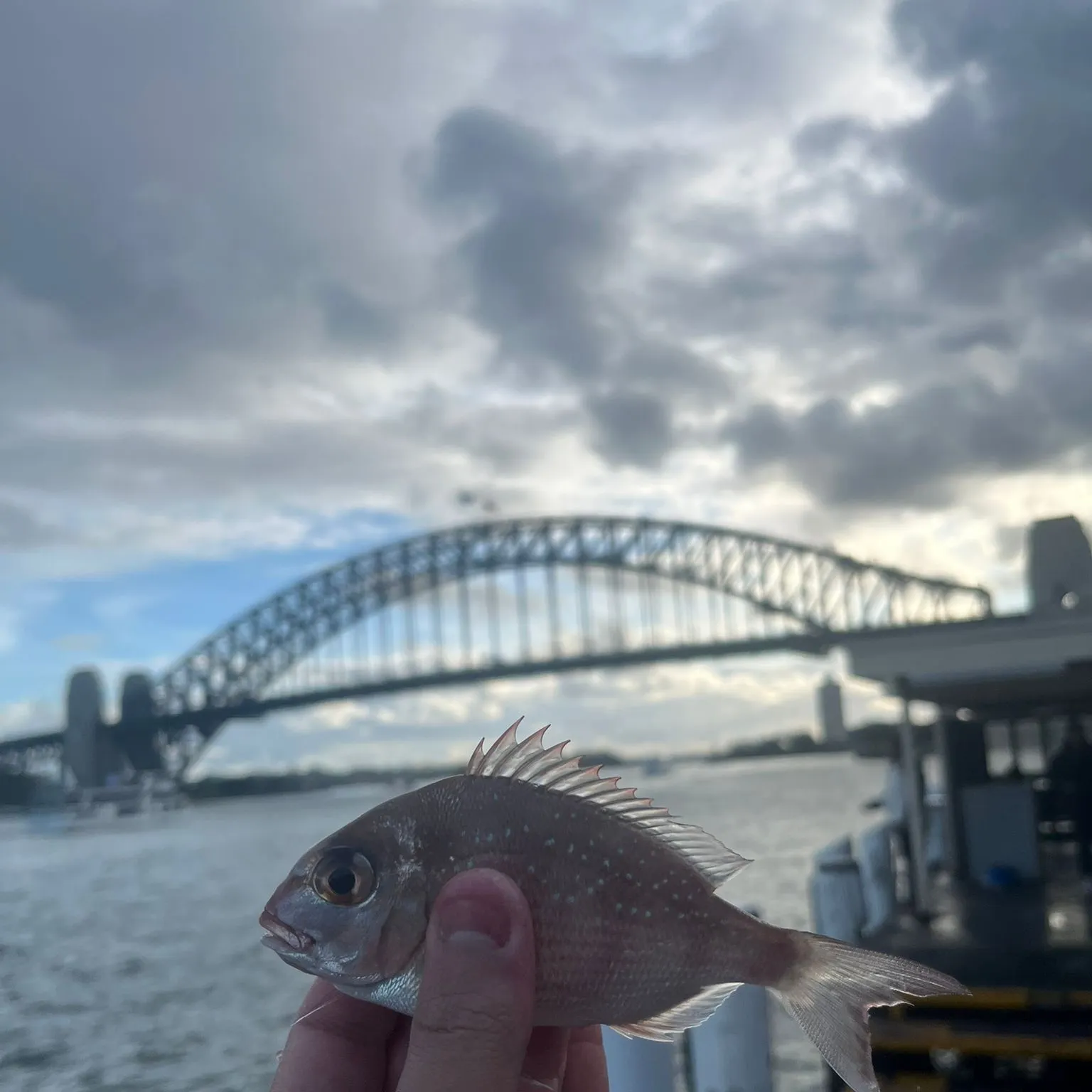 The most recent Australasian snapper catches on Fishbrain