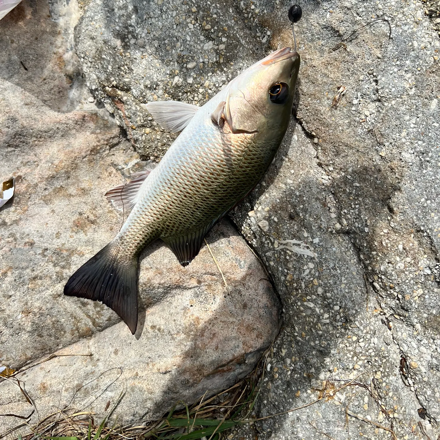 Mangrove snapper caught on Fishbrain