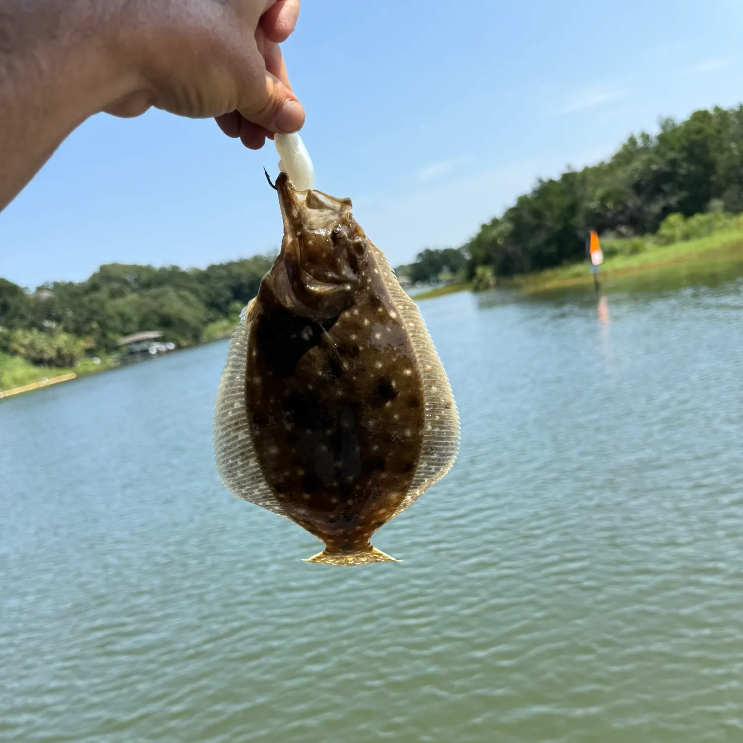 Summer flounder caught on Fishbrain