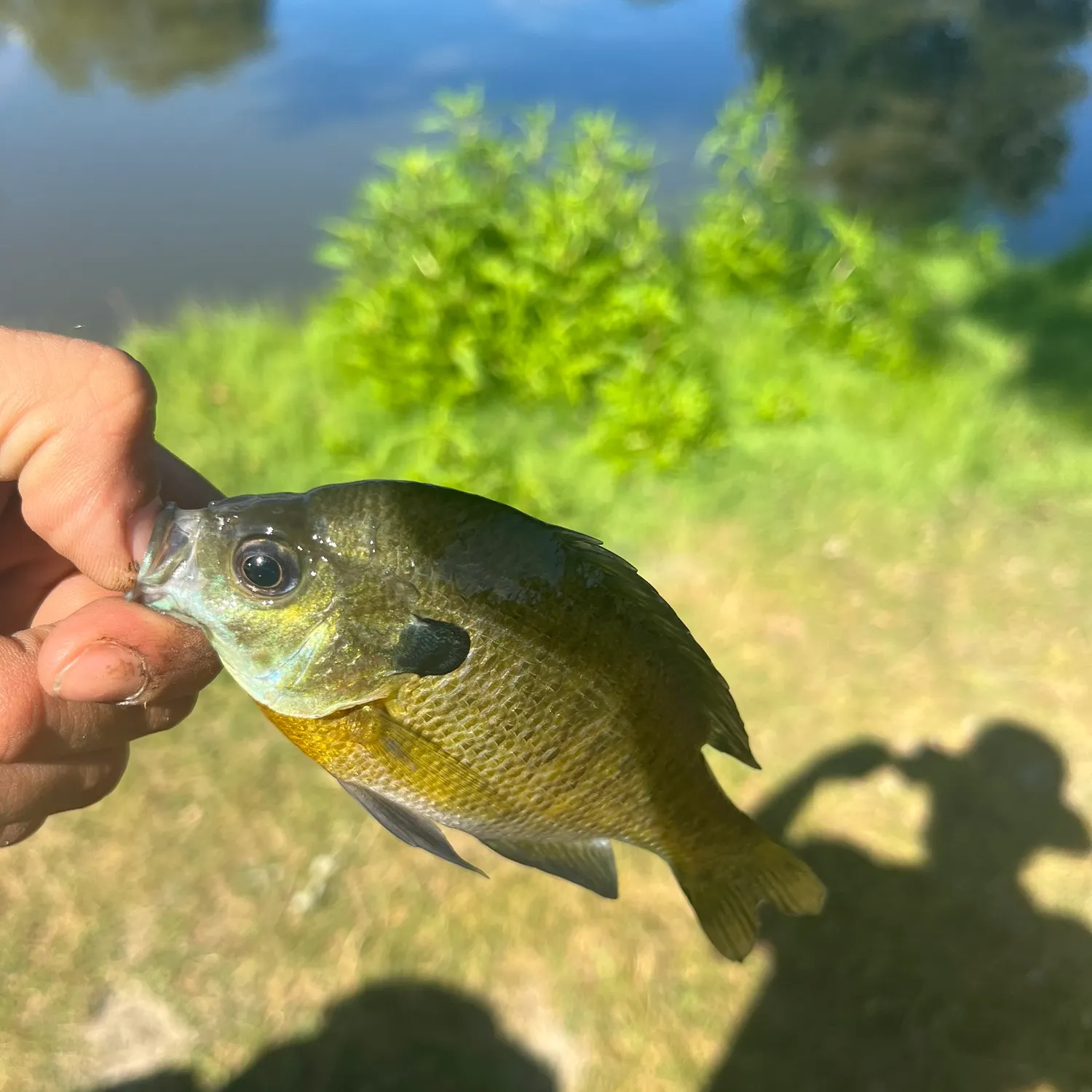 Bluegill caught on Fishbrain
