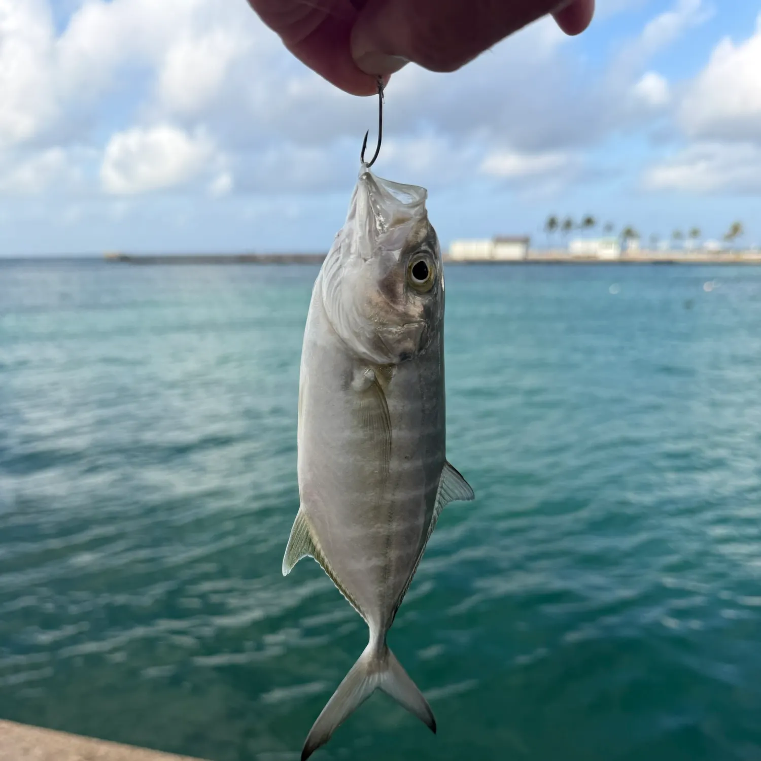 Blue runner caught on Fishbrain