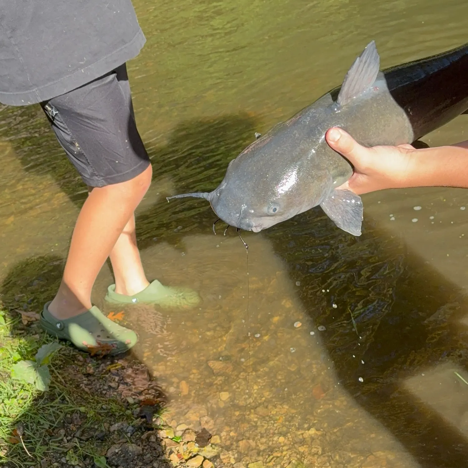 Blue catfish caught on Fishbrain