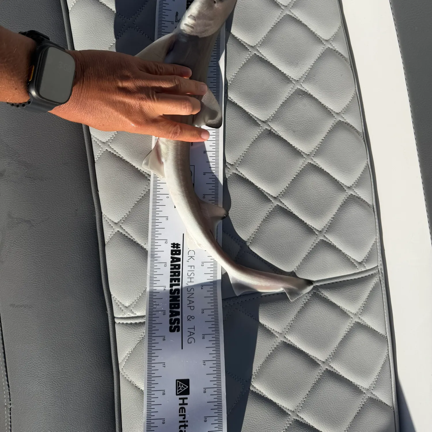 recently logged catches