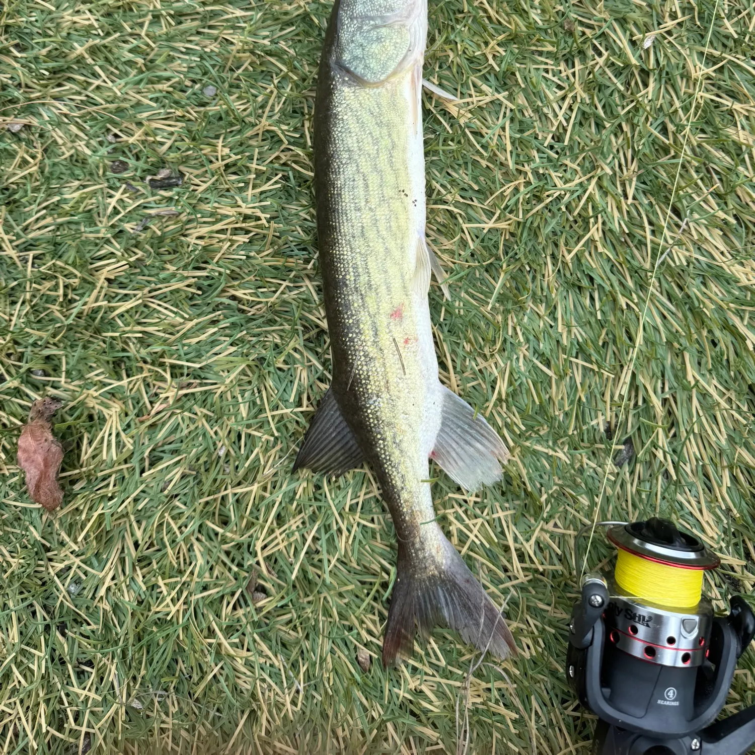 Chain pickerel caught on Fishbrain