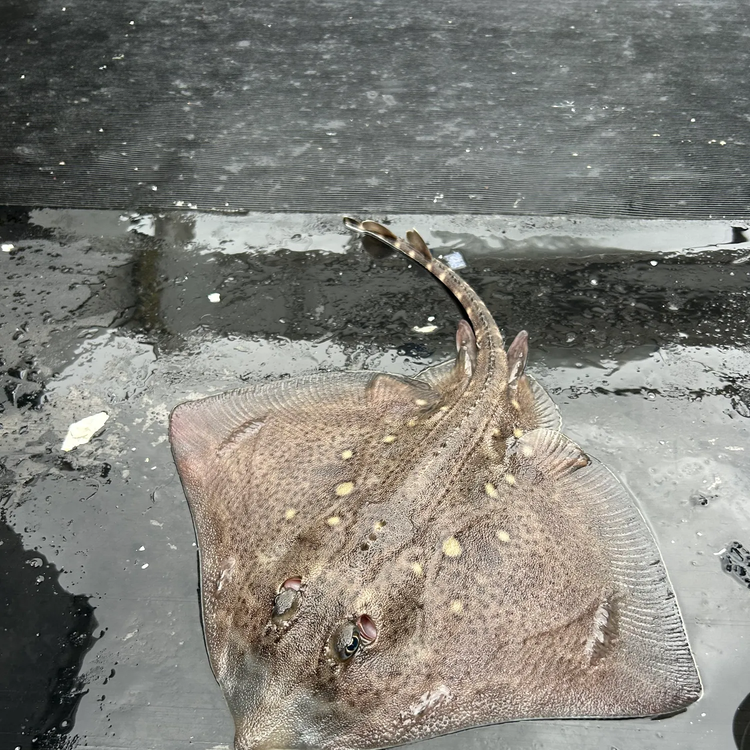 The most recent Thornback ray catches on Fishbrain