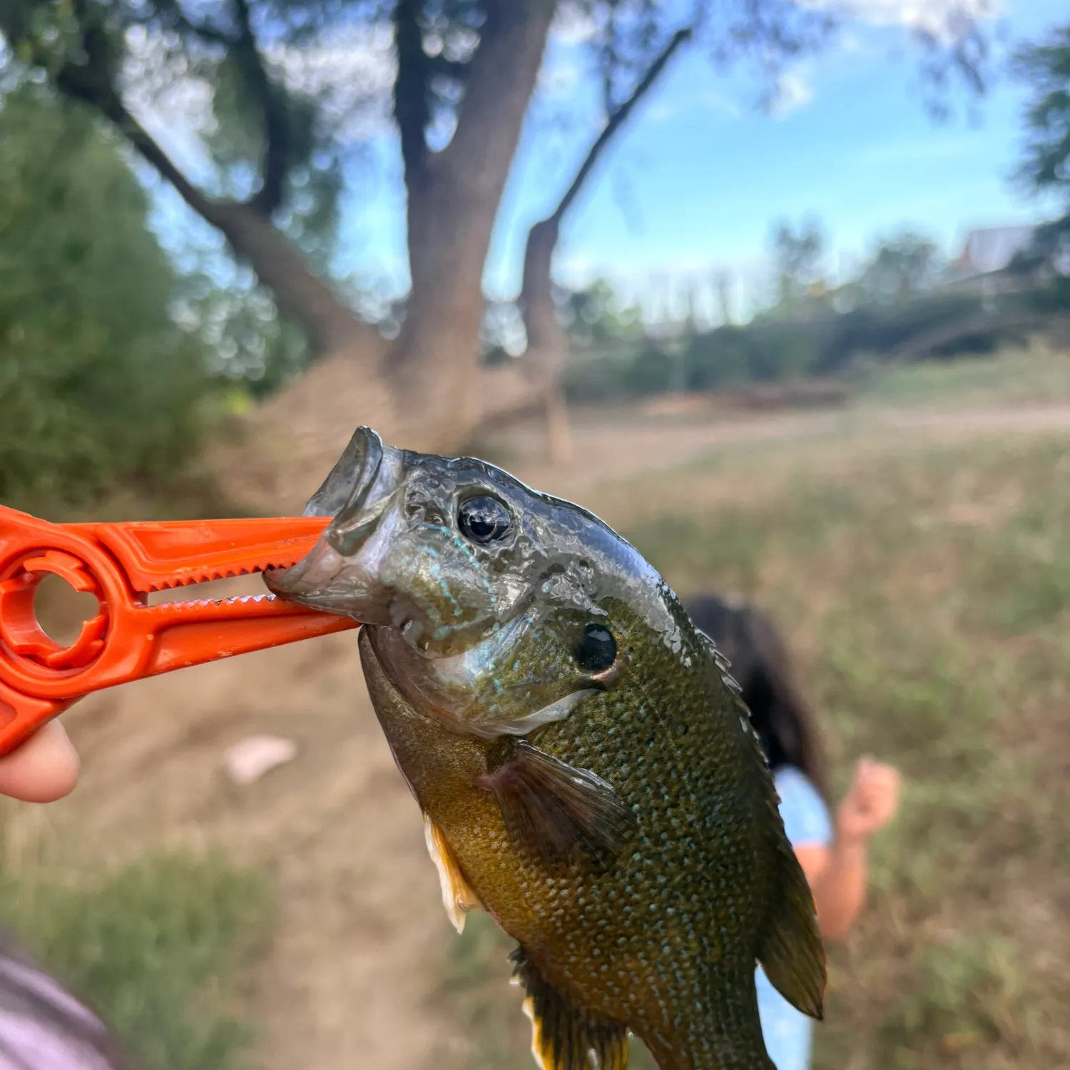 Green sunfish caught on Fishbrain