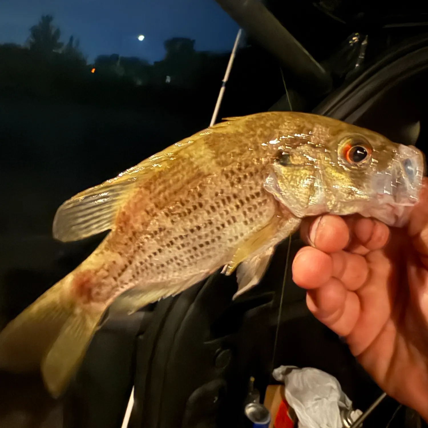 Rock bass caught on Fishbrain