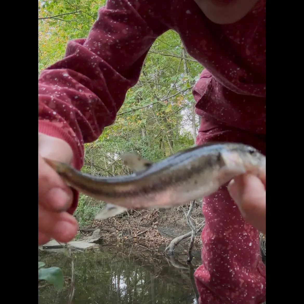 Creek chub caught on Fishbrain