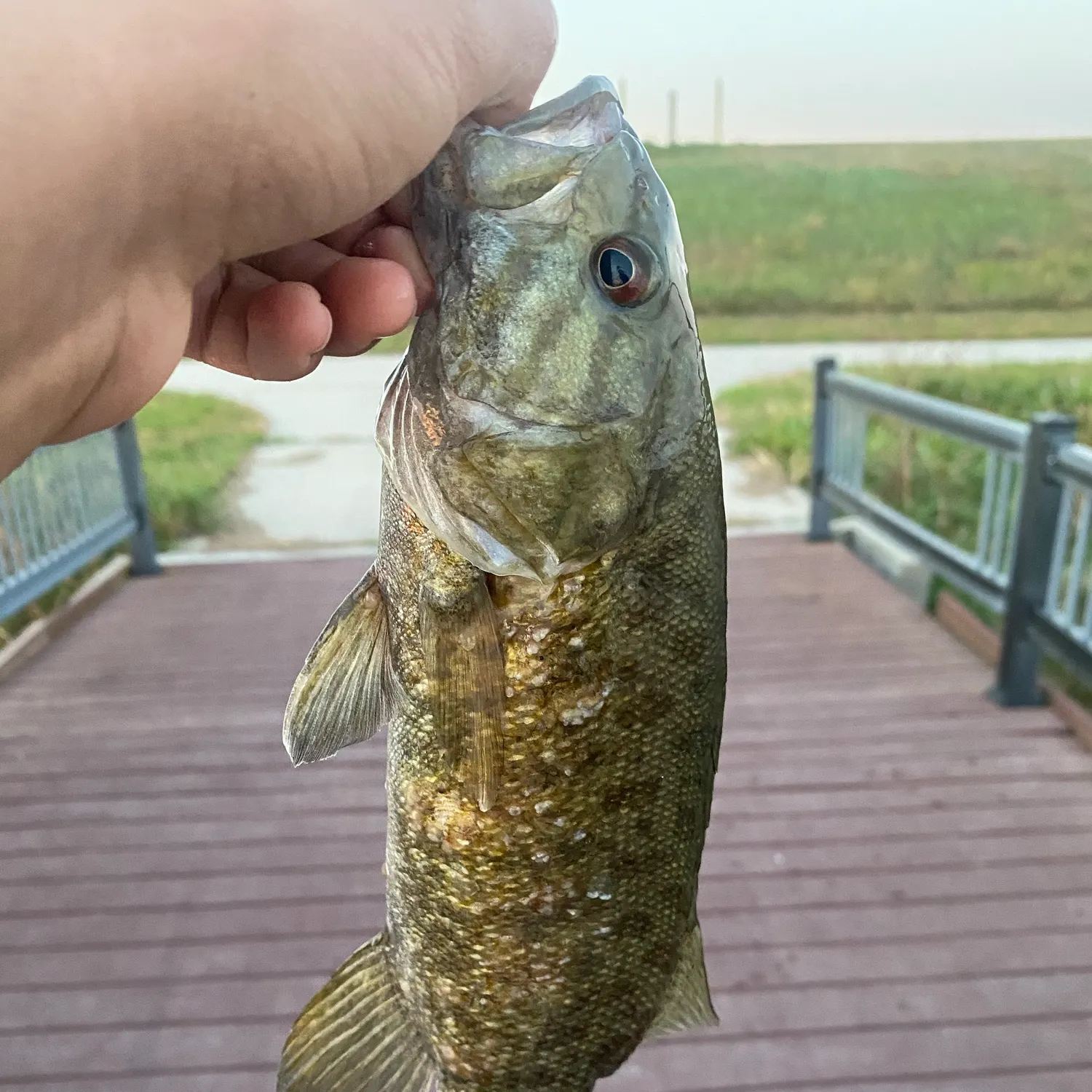 Smallmouth bass caught on Fishbrain