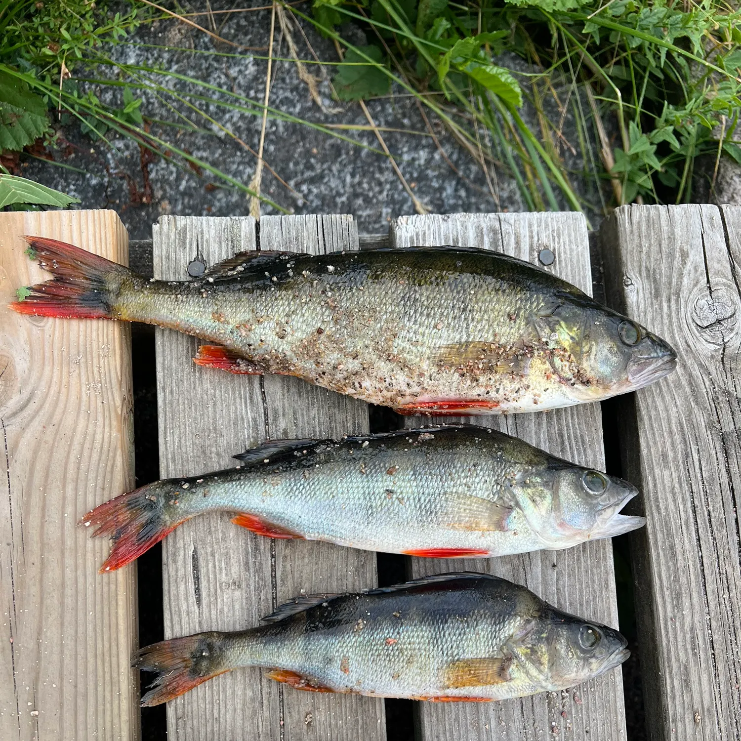 recently logged catches
