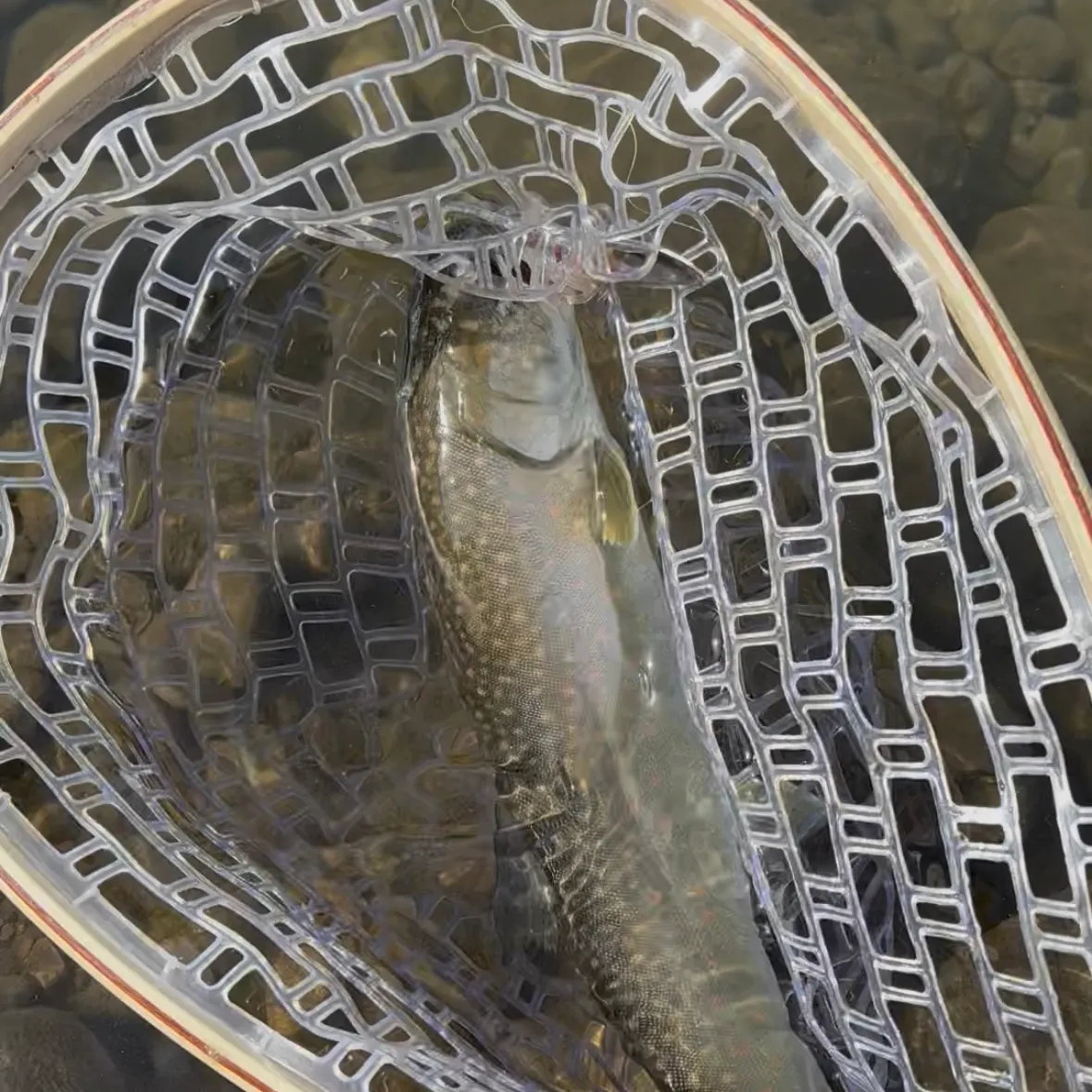 Dolly varden caught on Fishbrain