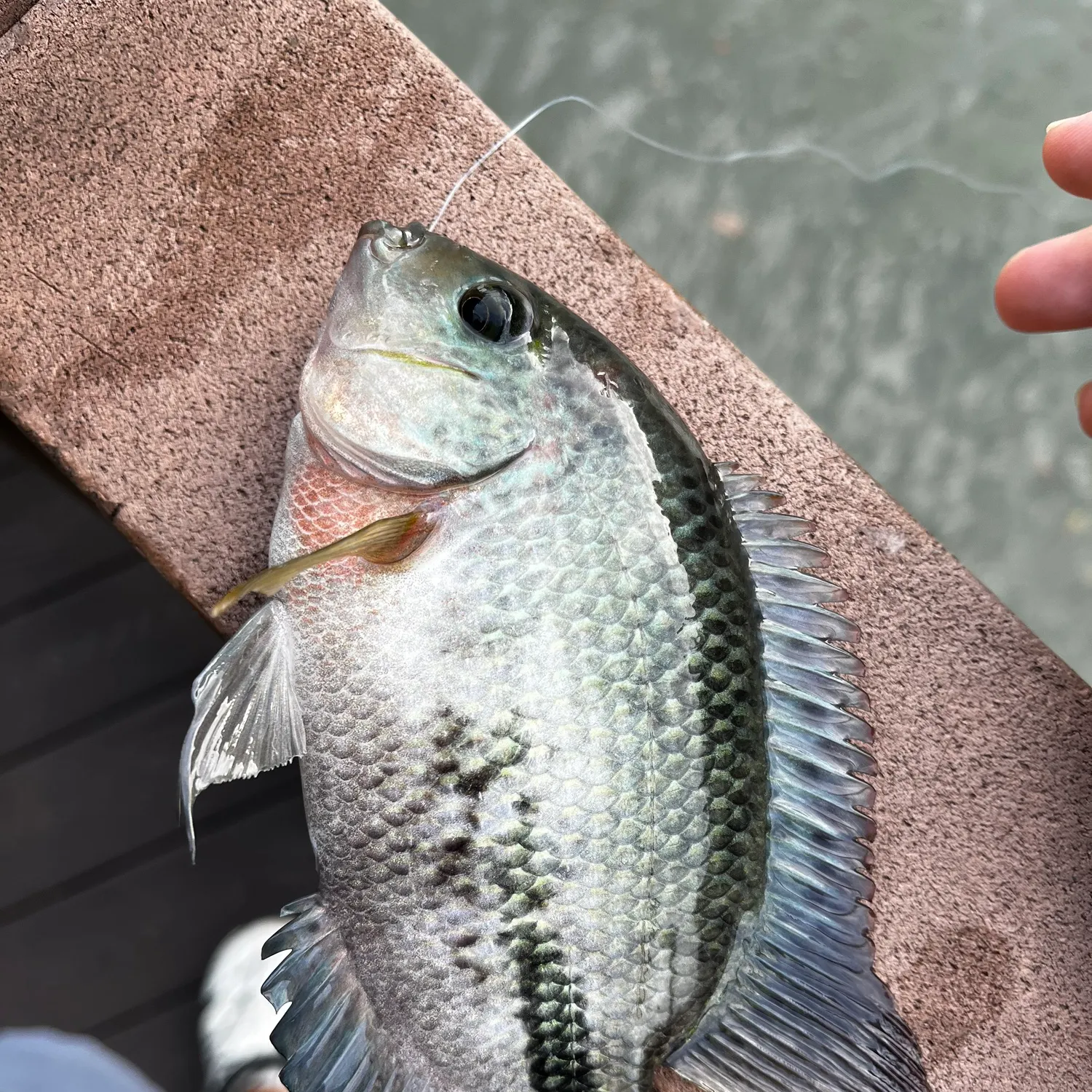 The most recent Redhead cichlid catches on Fishbrain