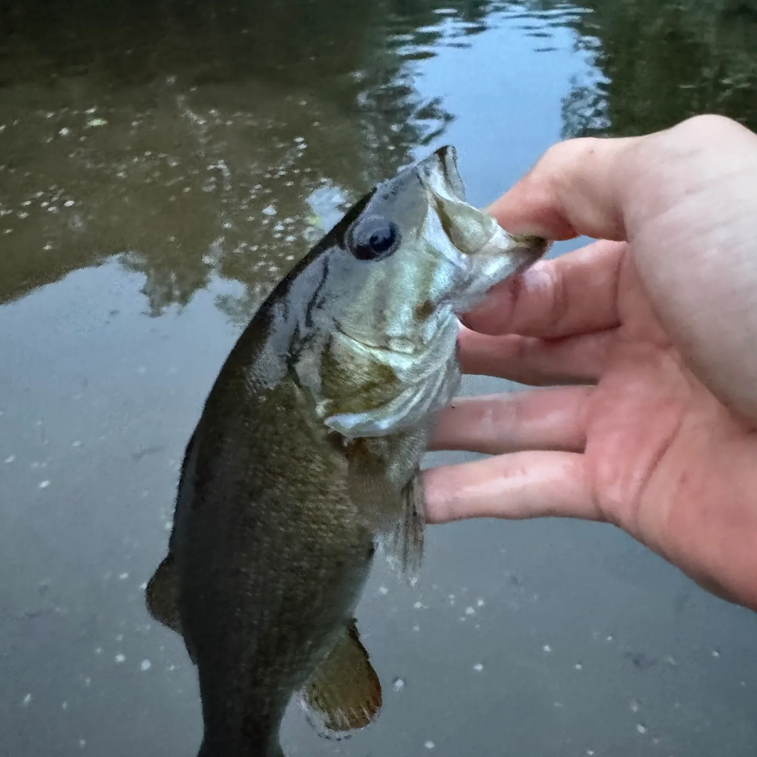 Smallmouth bass caught on Fishbrain