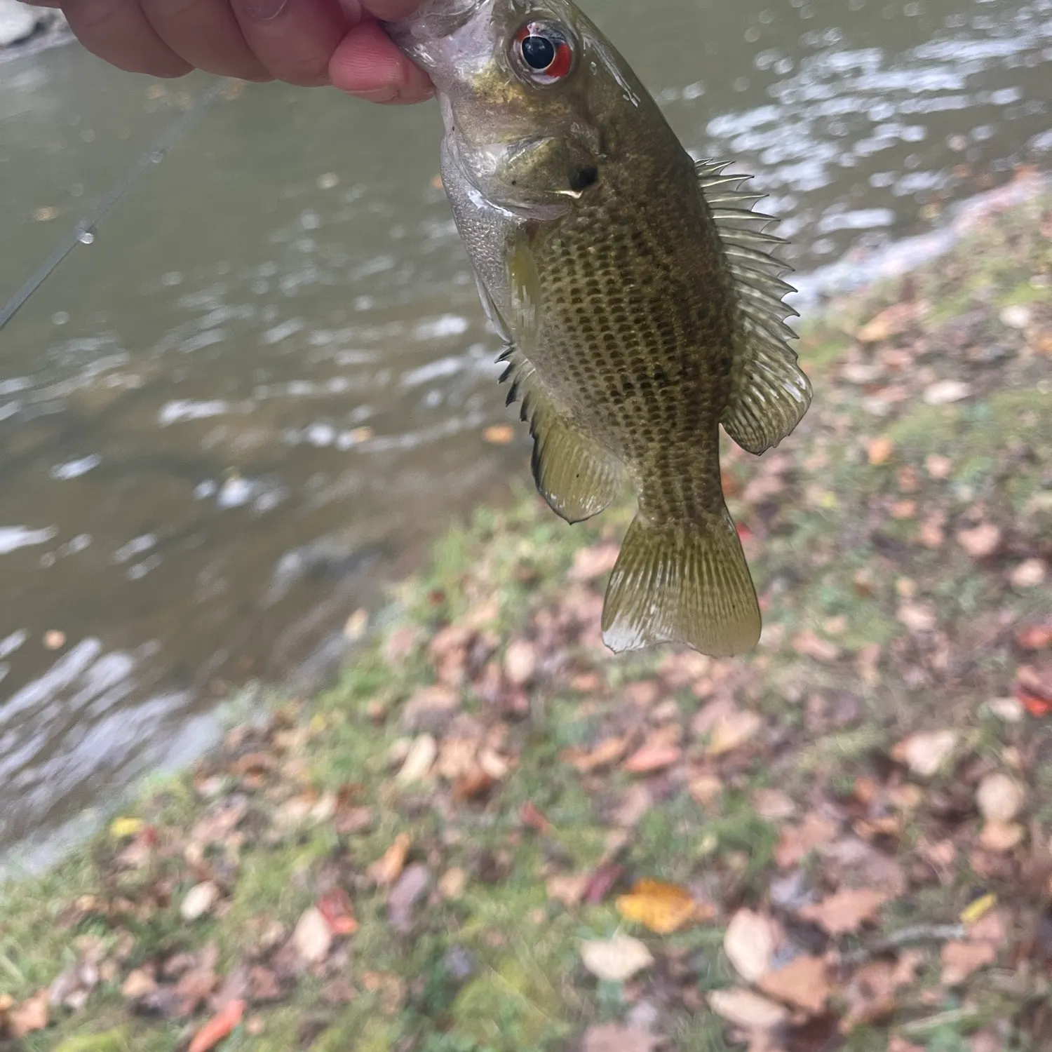 Rock bass caught on Fishbrain