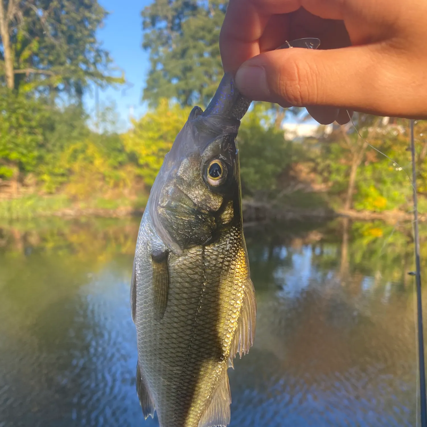 White perch caught on Fishbrain