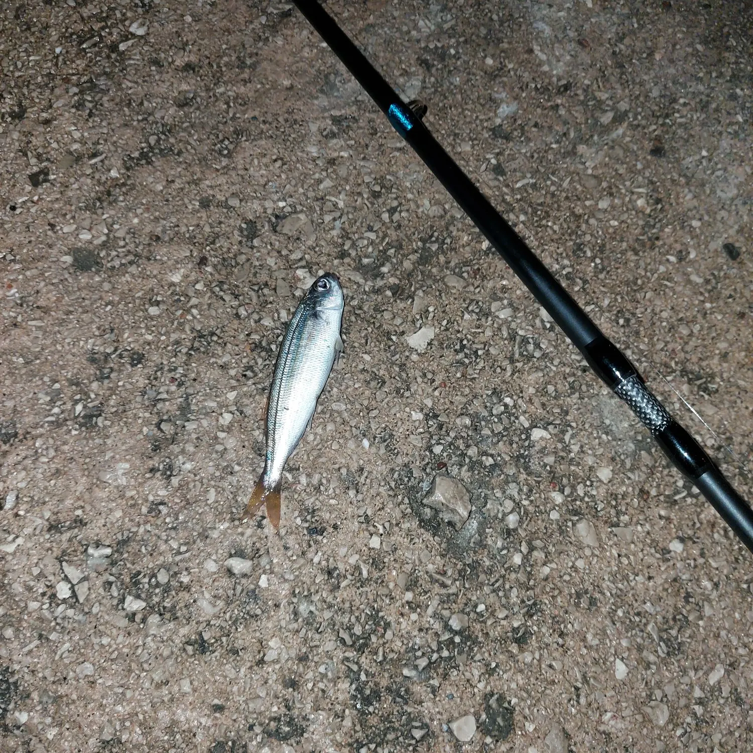 The most recent Bogue catches on Fishbrain