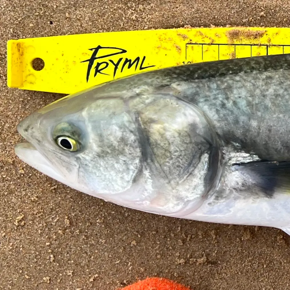 Eastern Australian salmon caught on Fishbrain