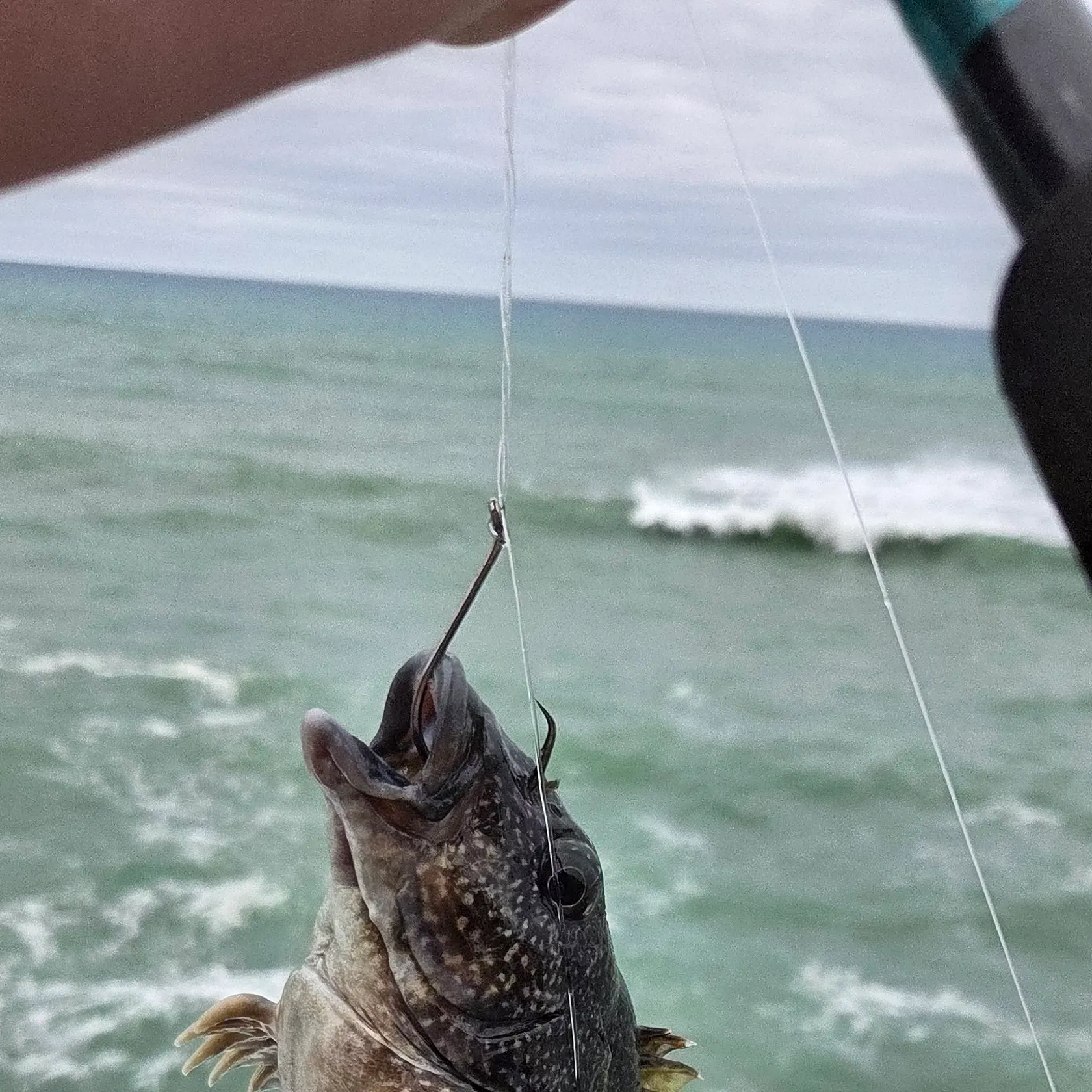 The most recent Rock cod catches on Fishbrain