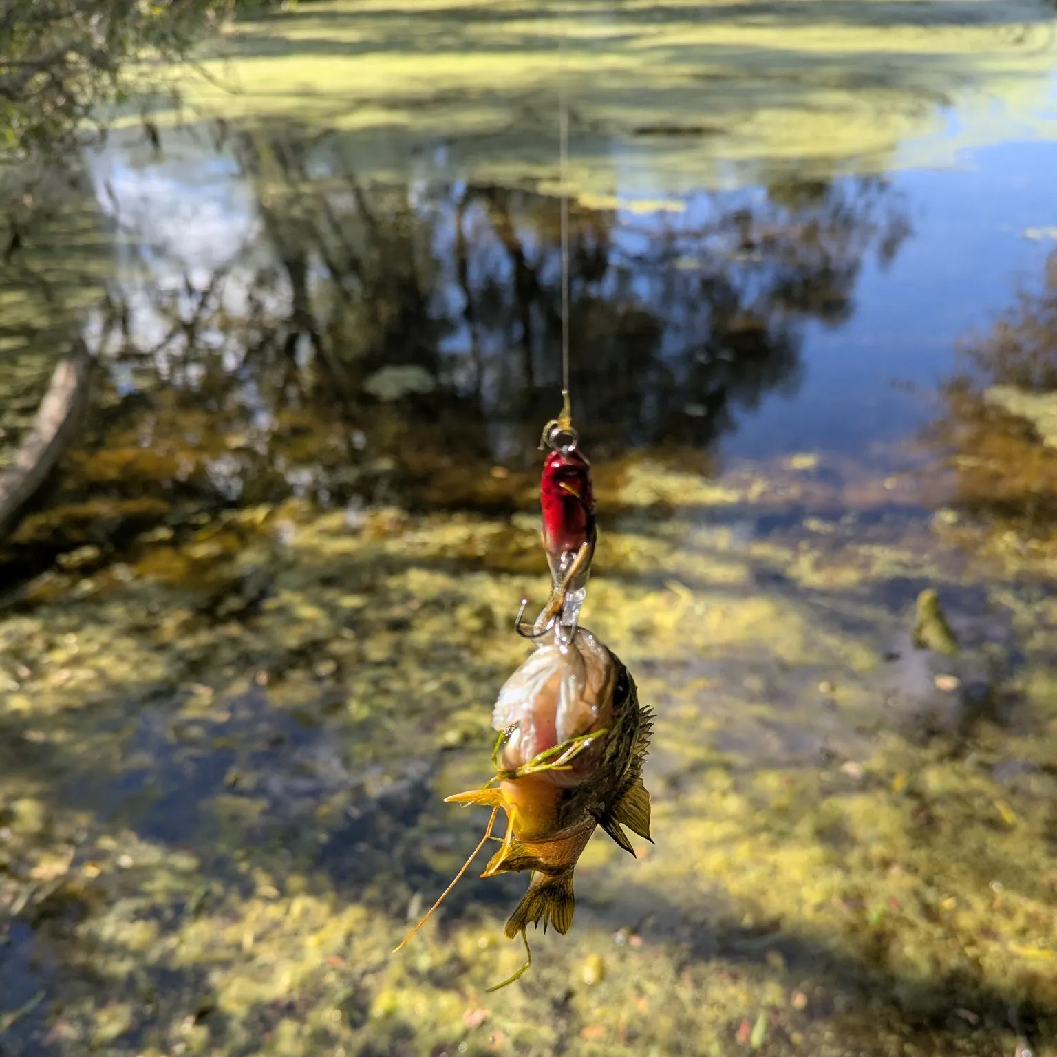 Greengill hybrid caught on Fishbrain