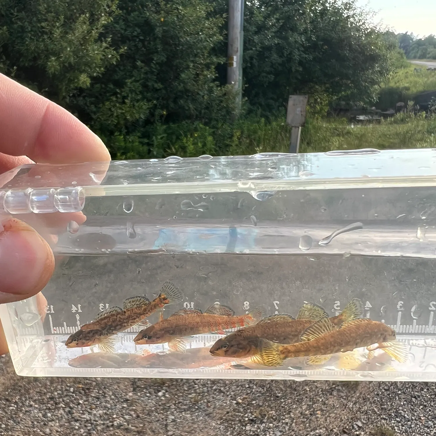 The most recent Rainbow darter catches on Fishbrain