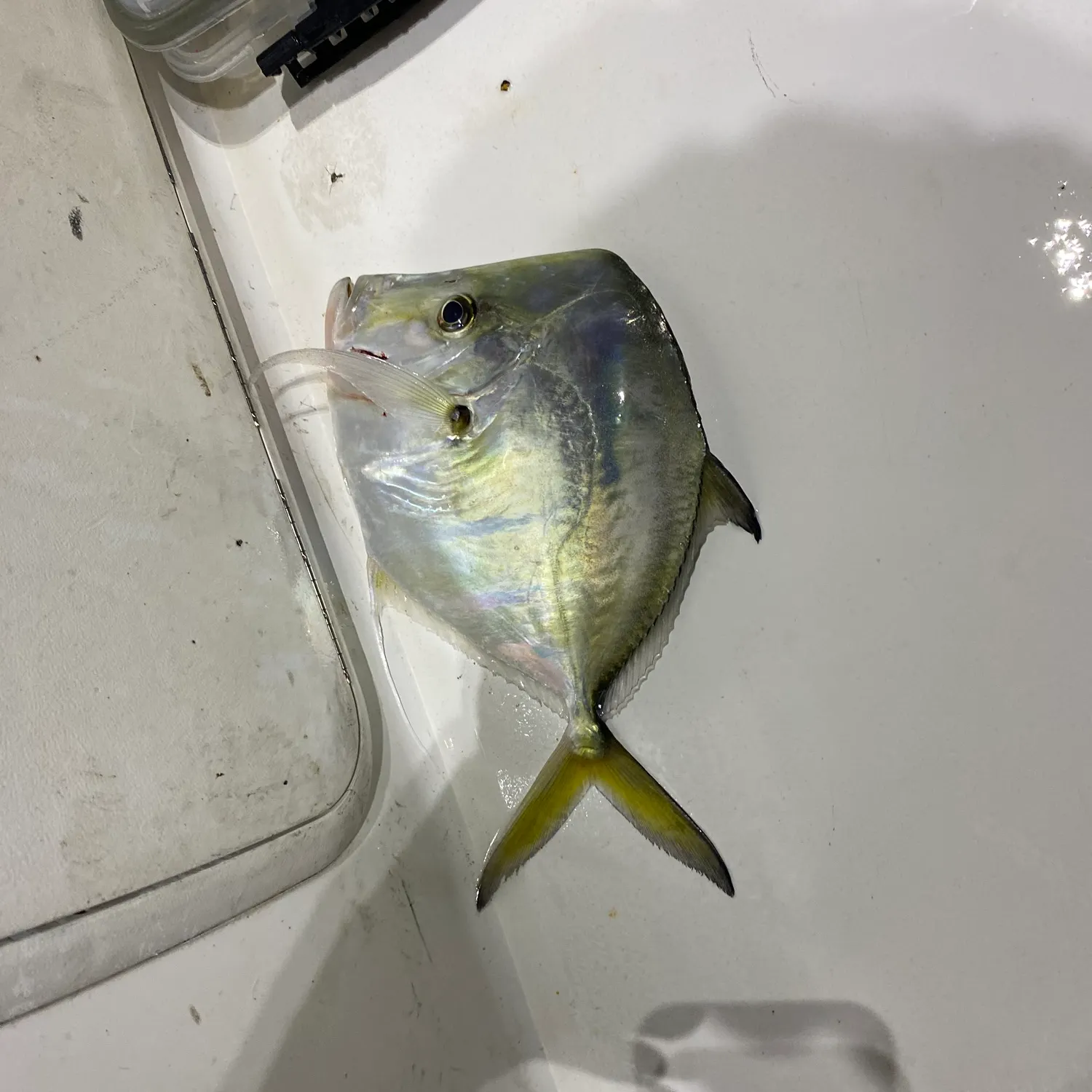 most liked catch image