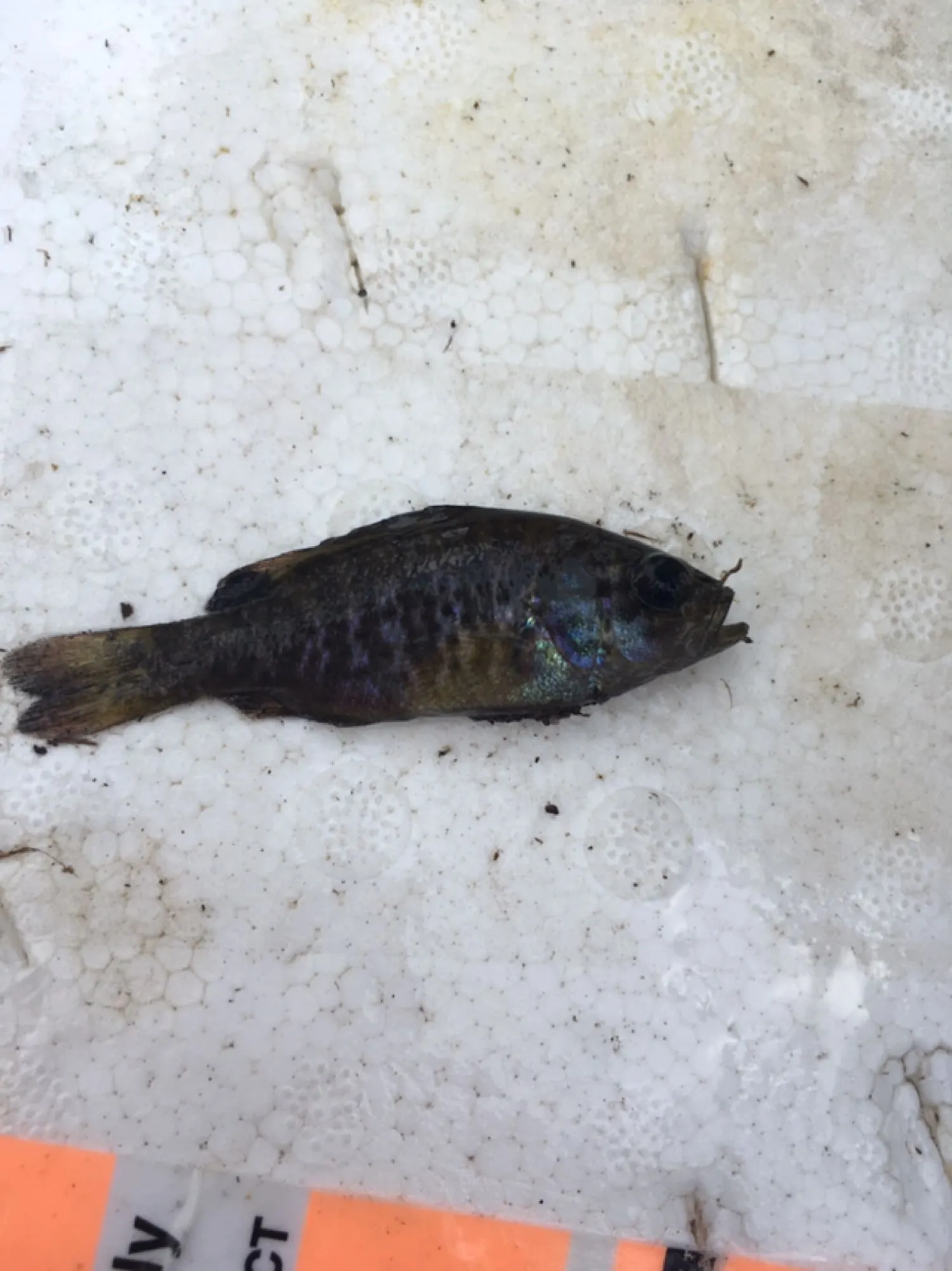 Post image from jrandolph7271