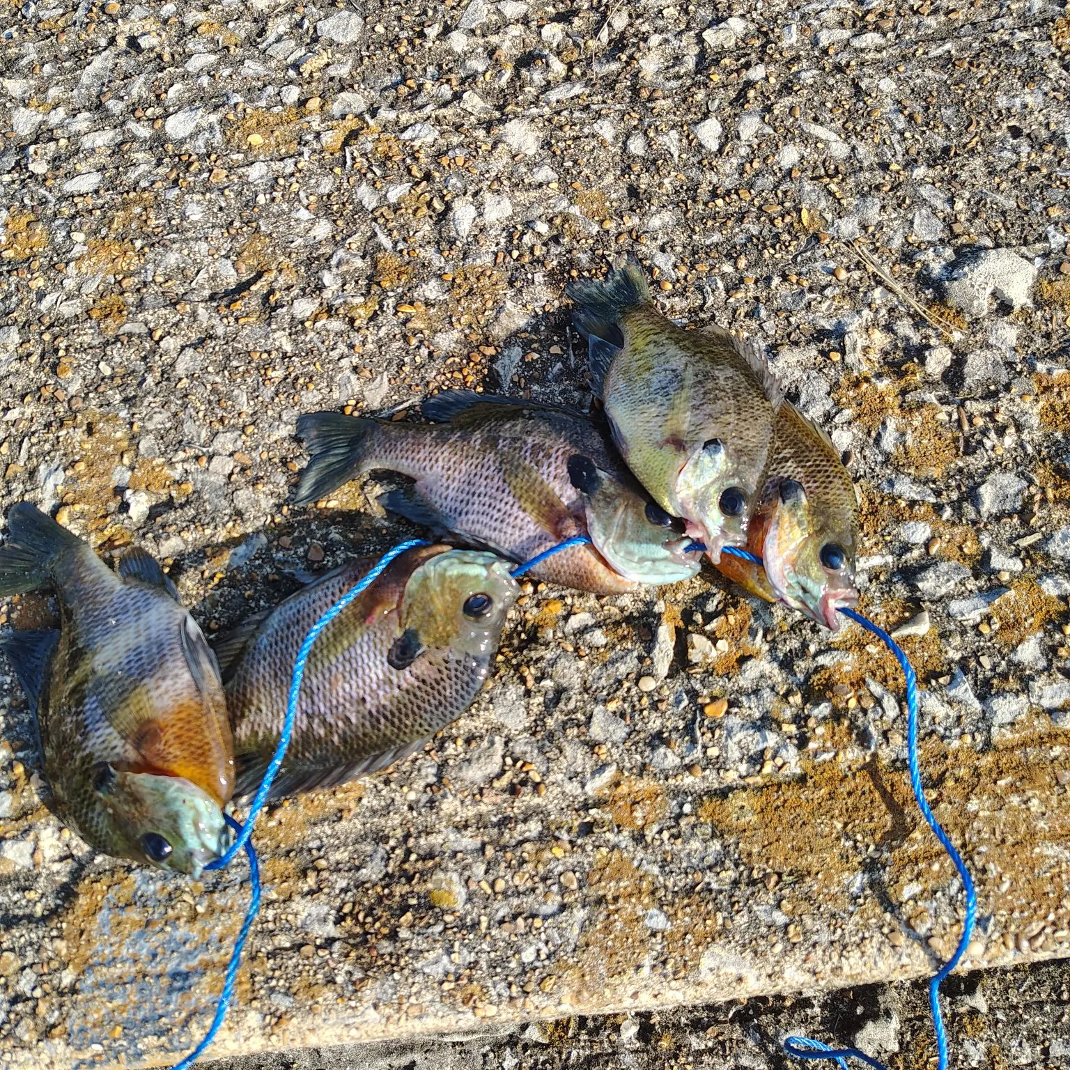recently logged catches