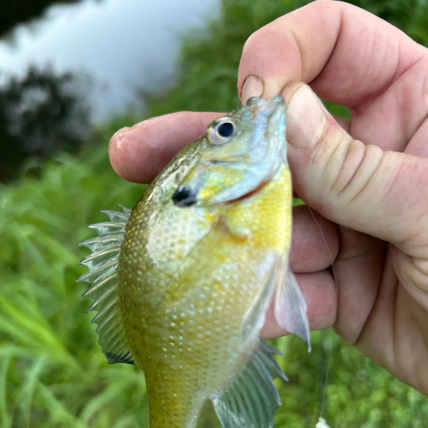 Bluegill caught on Fishbrain