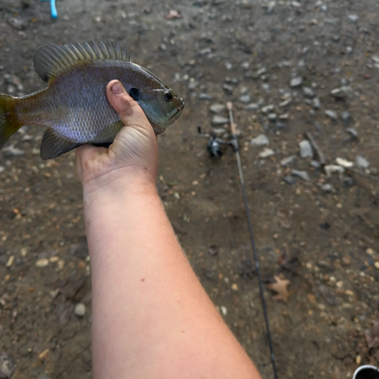 Bluegill caught on Fishbrain