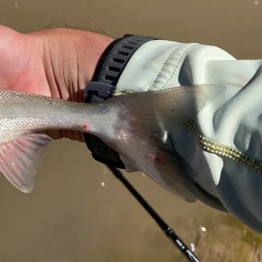The most recent Roundtail chub catches on Fishbrain