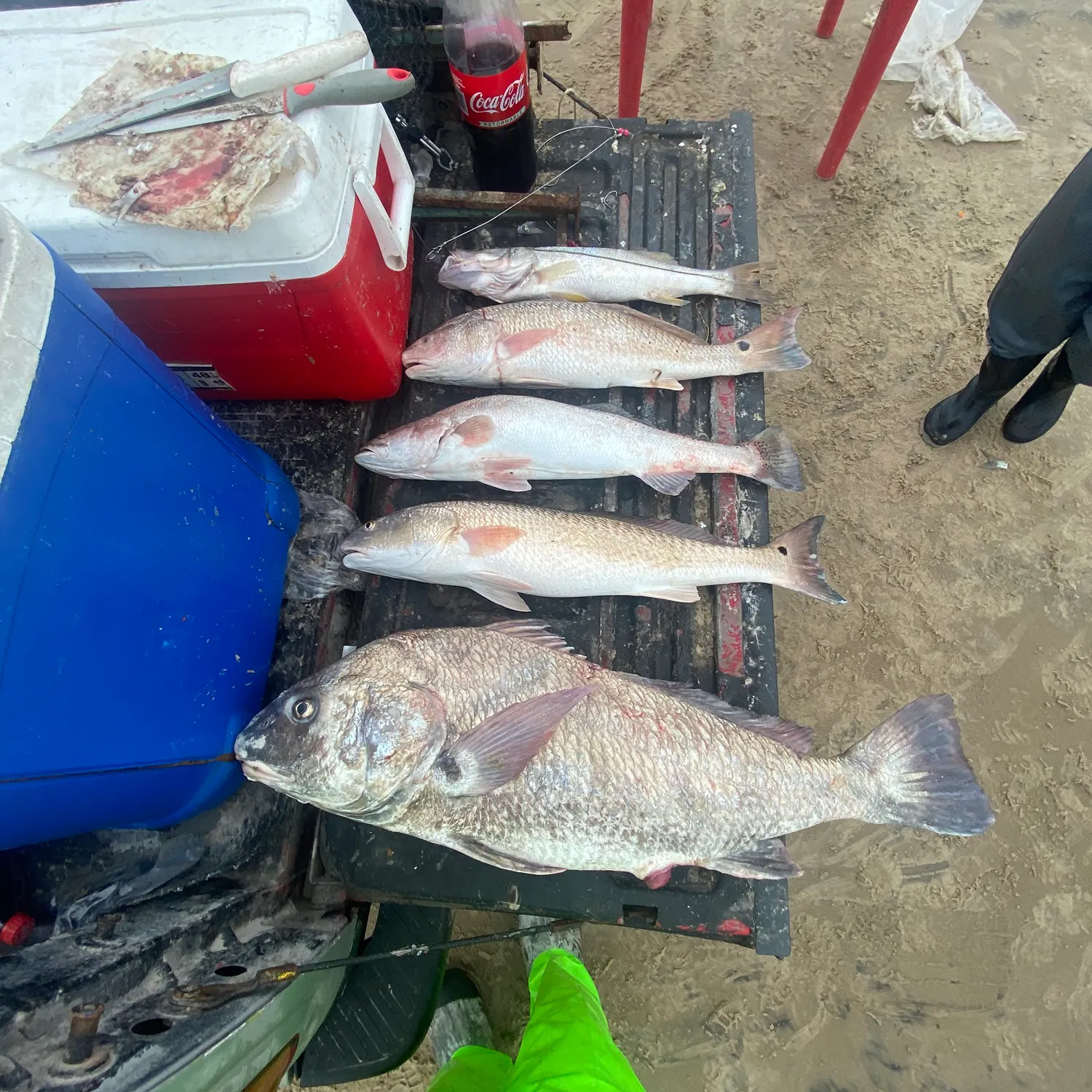 recently logged catches