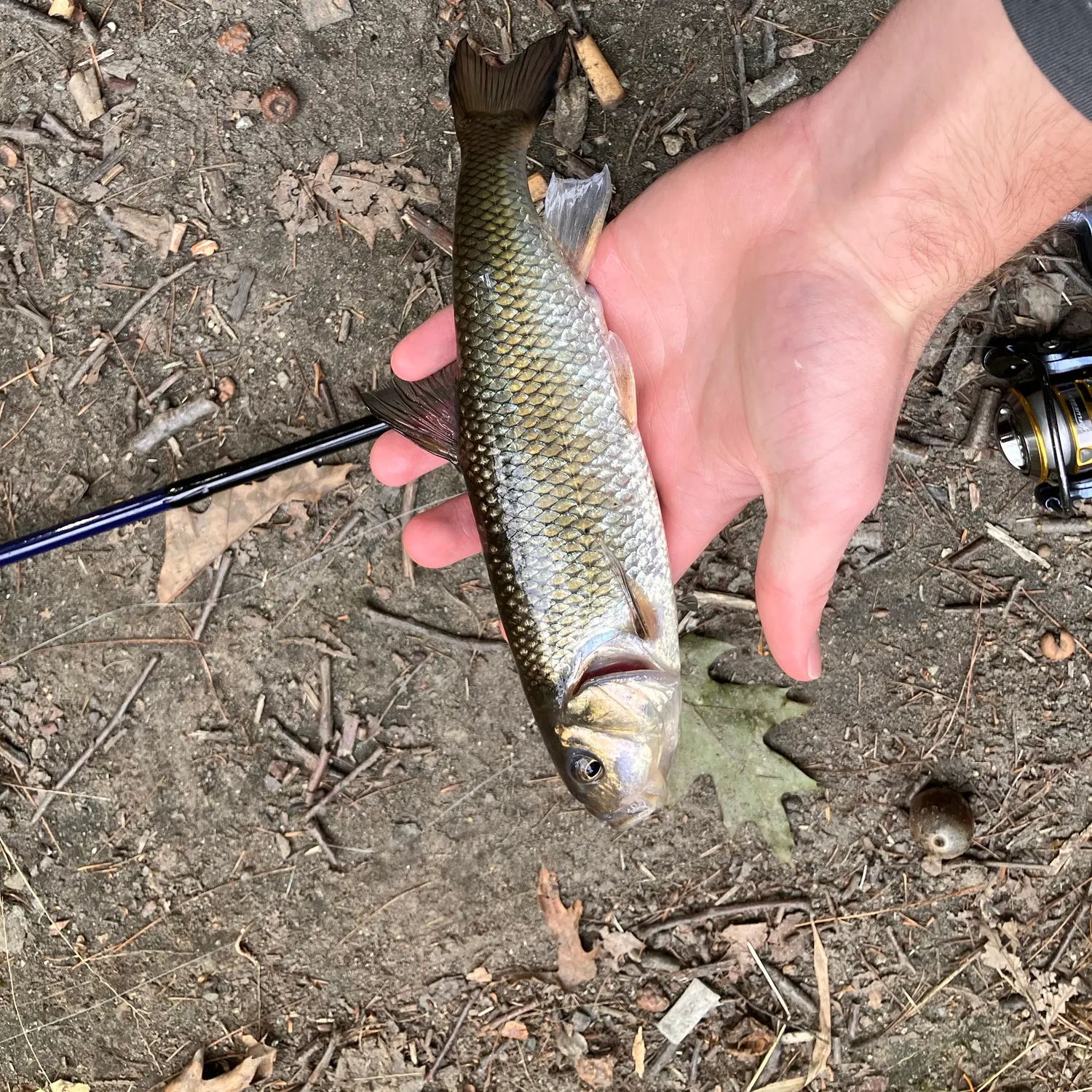 Fallfish caught on Fishbrain