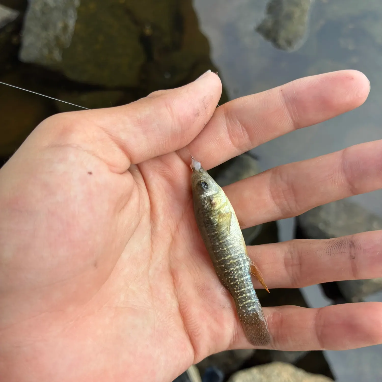The most recent Eastern mudminnow catches on Fishbrain
