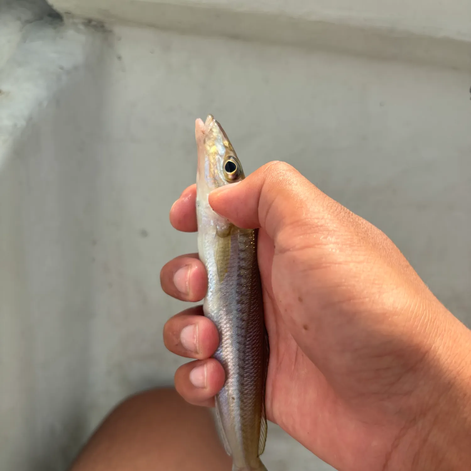 The most recent Japanese whiting catches on Fishbrain