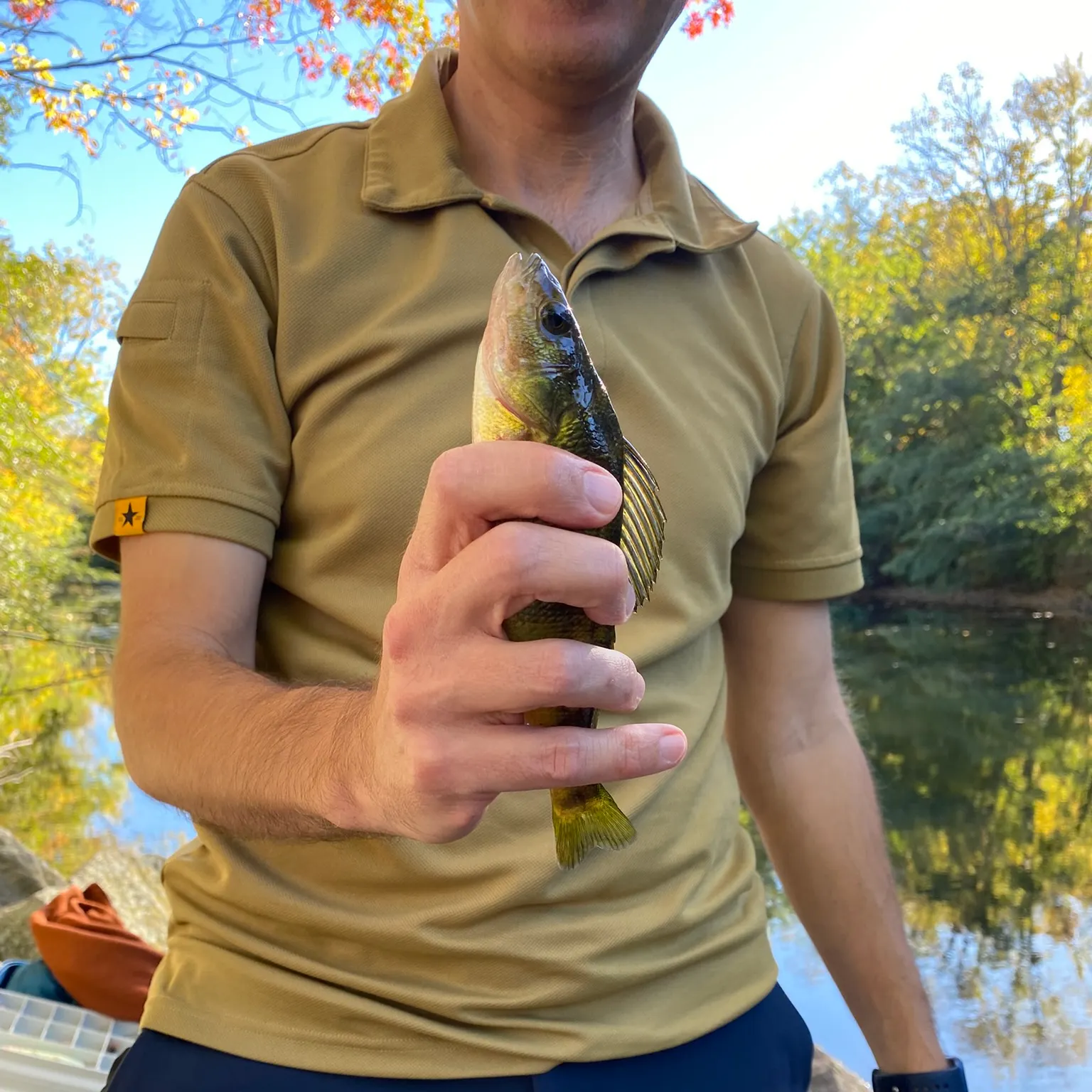 Yellow perch caught on Fishbrain