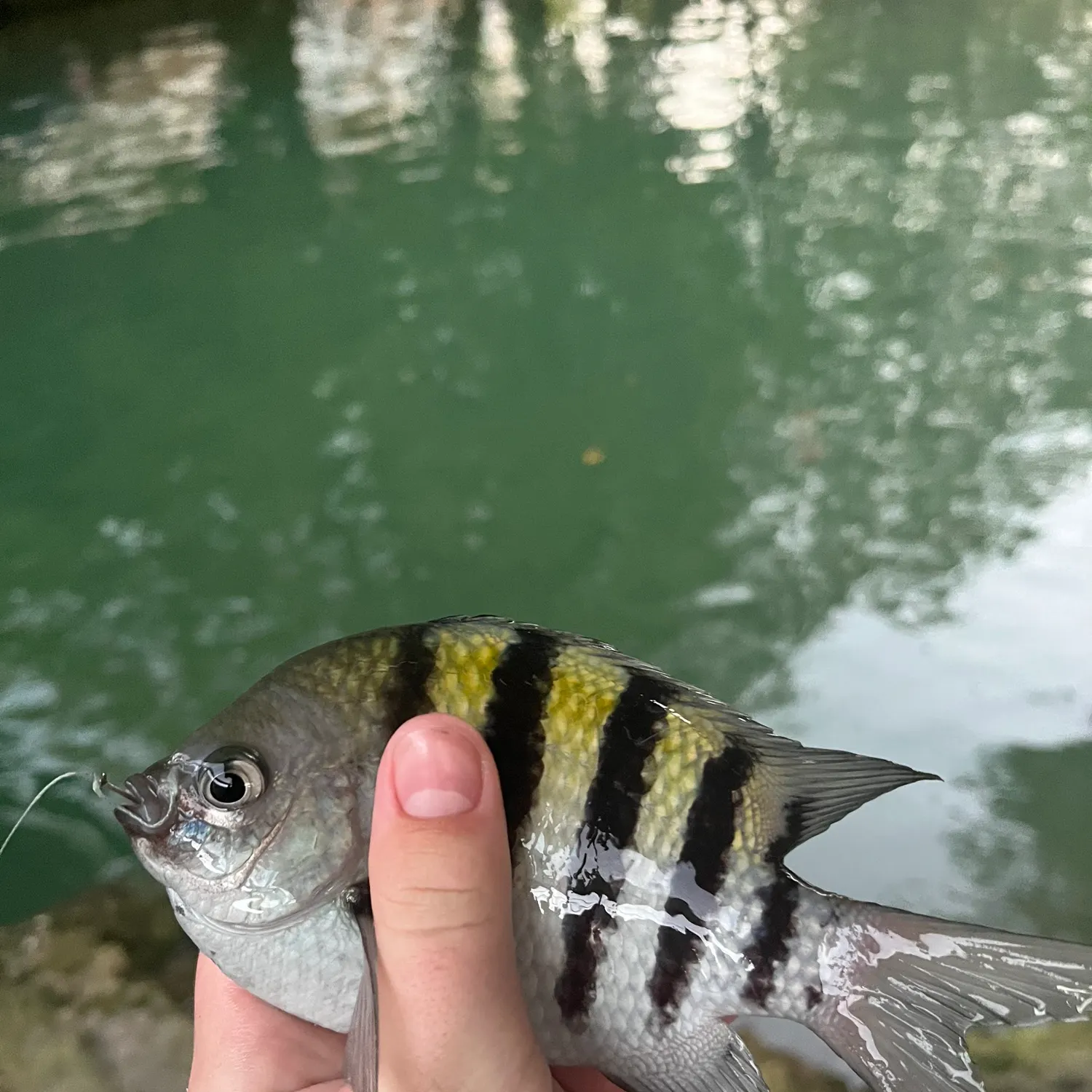 The most recent Sergeant-major catches on Fishbrain