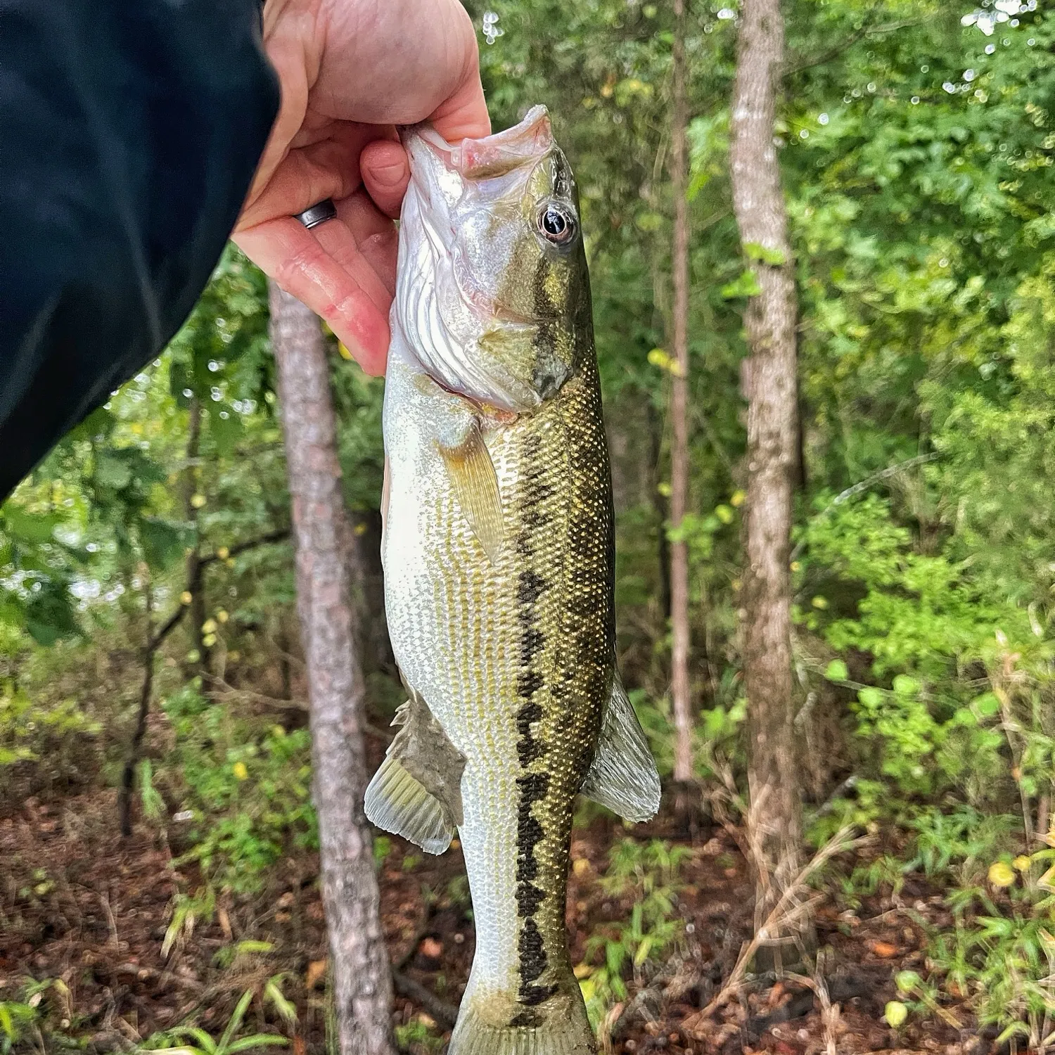 Spotted bass caught on Fishbrain