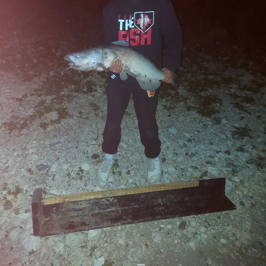 Channel catfish caught on Fishbrain