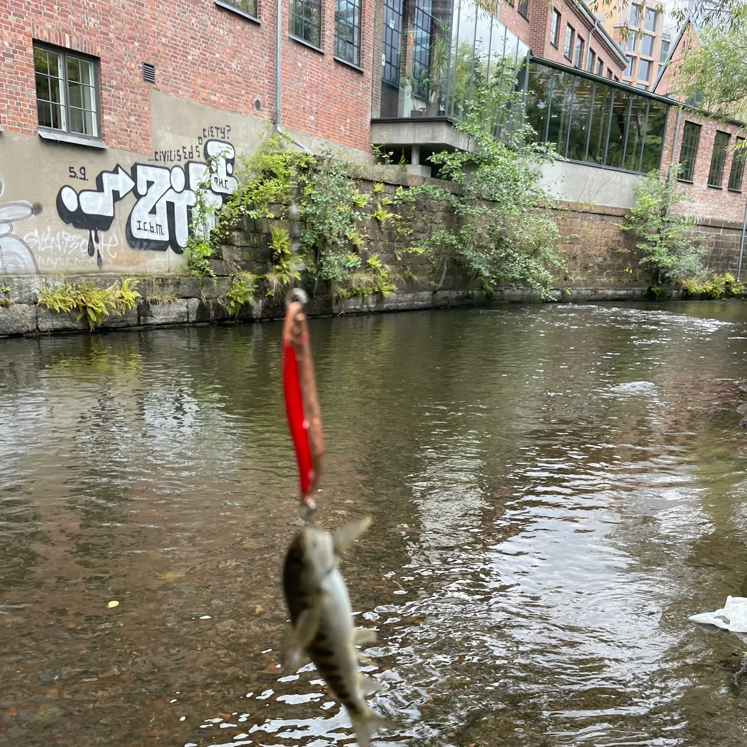 Atlantic salmon caught on Fishbrain