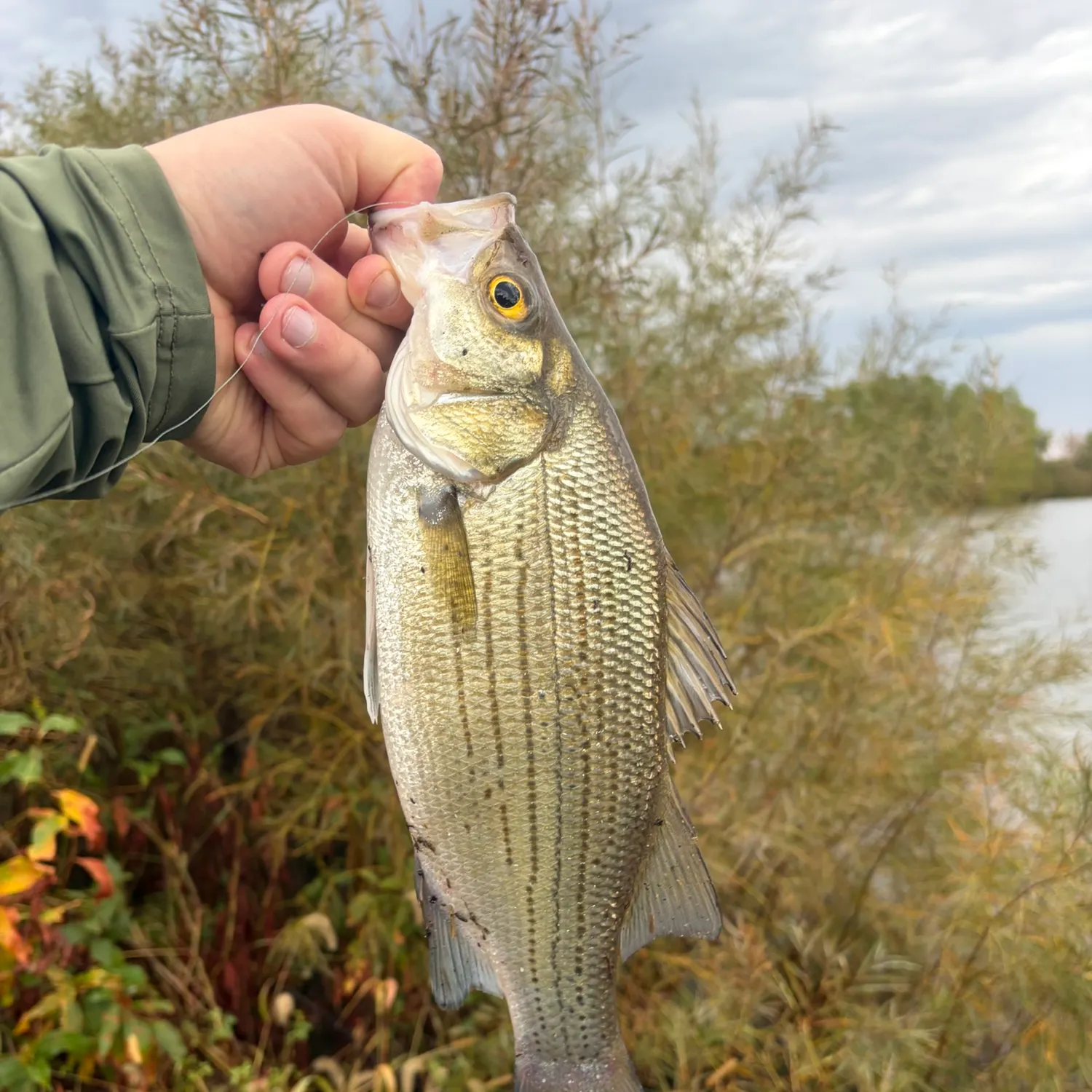 White bass caught on Fishbrain
