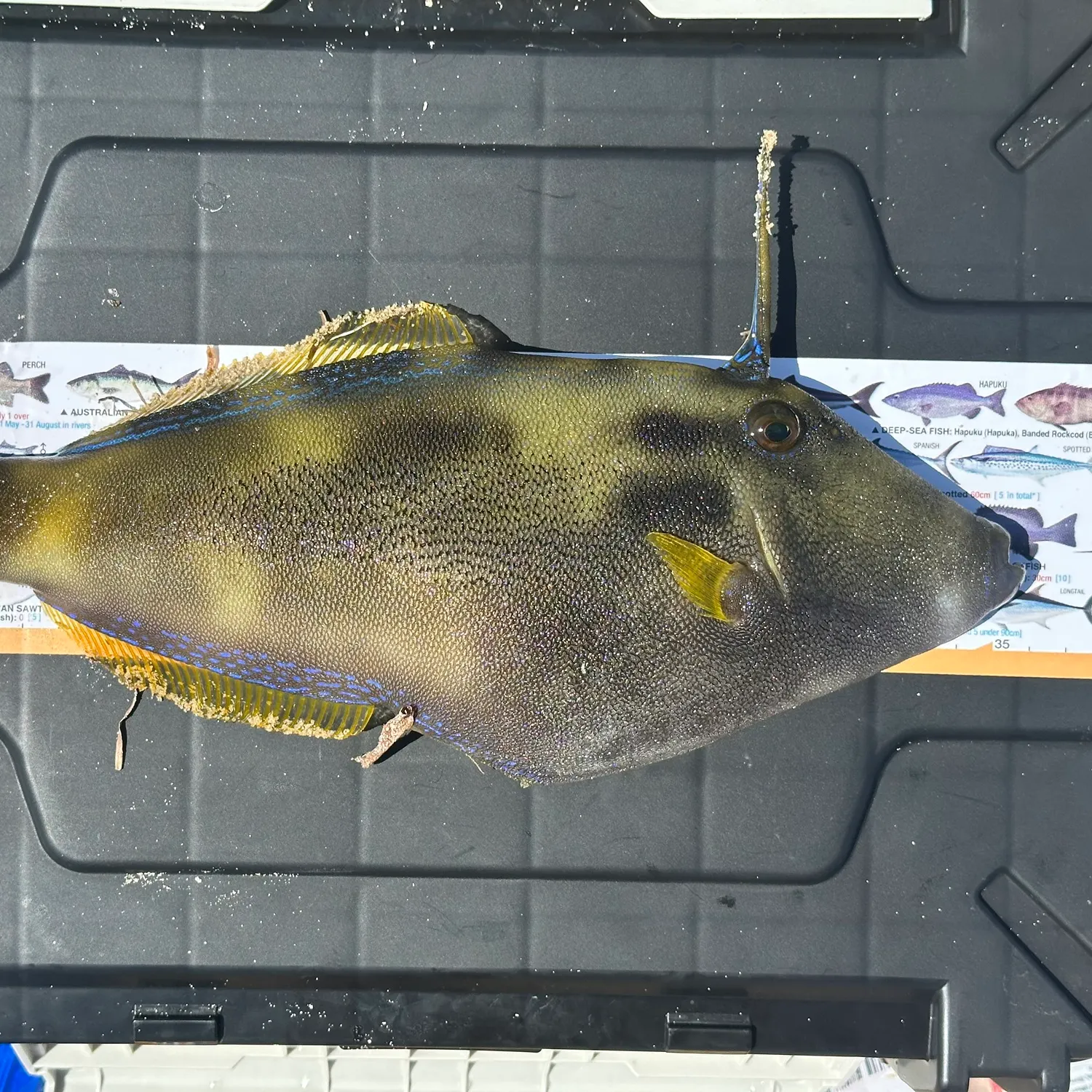 recently logged catches