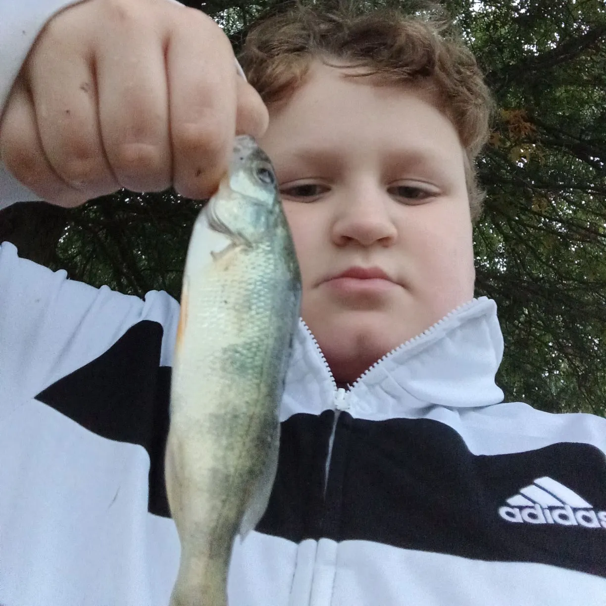 Yellow perch caught on Fishbrain