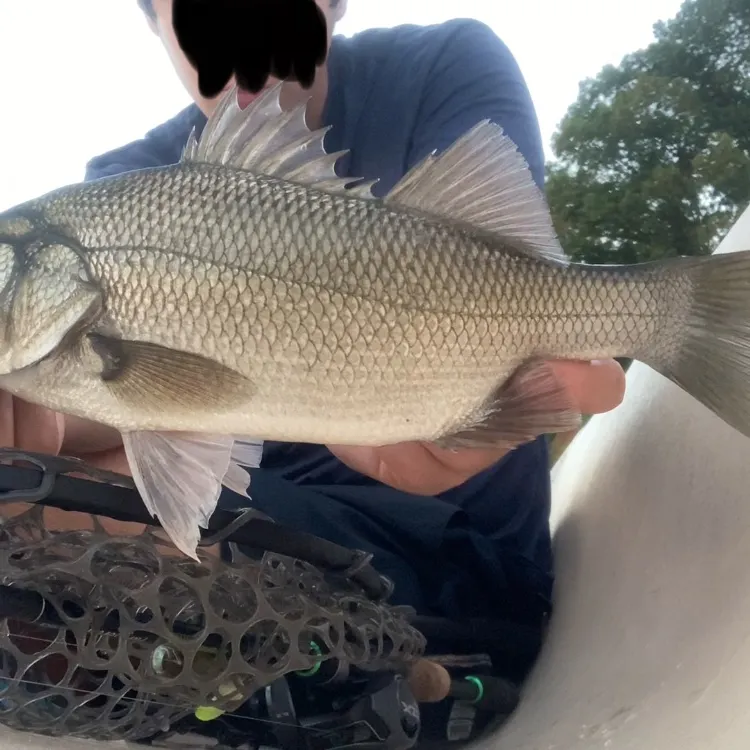 White perch caught on Fishbrain