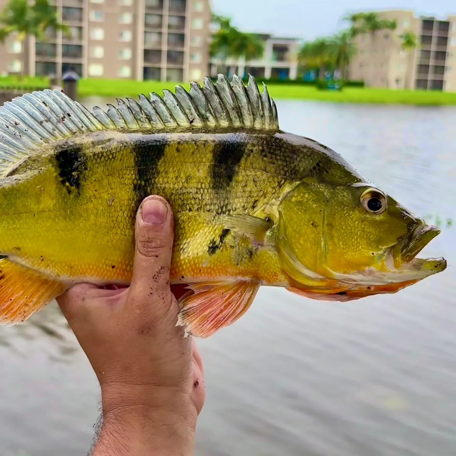 Butterfly peacock bass caught on Fishbrain
